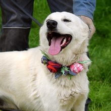 ZUNNY, Hund, Mischlingshund in Slowakische Republik - Bild 12