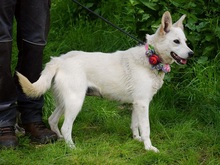 ZUNNY, Hund, Mischlingshund in Slowakische Republik - Bild 2