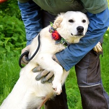 ZUNNY, Hund, Mischlingshund in Slowakische Republik - Bild 4
