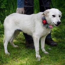 ZUNNY, Hund, Mischlingshund in Slowakische Republik - Bild 6