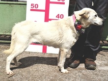 ZUNNY, Hund, Mischlingshund in Slowakische Republik - Bild 7
