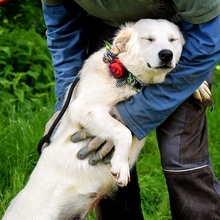 ZUNNY, Hund, Mischlingshund in Slowakische Republik - Bild 9