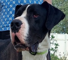 DENYC66, Hund, Deutsche Dogge in Slowakische Republik - Bild 1