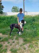 DENYC66, Hund, Deutsche Dogge in Slowakische Republik - Bild 10