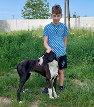 DENYC66, Hund, Deutsche Dogge in Slowakische Republik - Bild 11