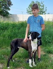 DENYC66, Hund, Deutsche Dogge in Slowakische Republik - Bild 12
