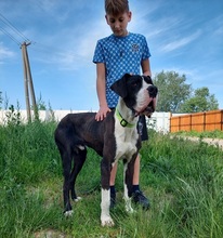 DENYC66, Hund, Deutsche Dogge in Slowakische Republik - Bild 2
