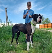 DENYC66, Hund, Deutsche Dogge in Slowakische Republik - Bild 3