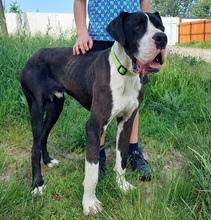 DENYC66, Hund, Deutsche Dogge in Slowakische Republik - Bild 4
