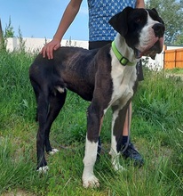 DENYC66, Hund, Deutsche Dogge in Slowakische Republik - Bild 5