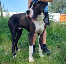 DENYC66, Hund, Deutsche Dogge in Slowakische Republik - Bild 6