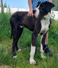 DENYC66, Hund, Deutsche Dogge in Slowakische Republik - Bild 7