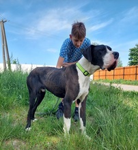 DENYC66, Hund, Deutsche Dogge in Slowakische Republik - Bild 8