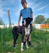DENYC66, Hund, Deutsche Dogge in Slowakische Republik - Bild 9