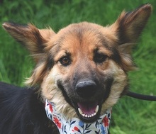 BEATKA, Hund, Mischlingshund in Slowakische Republik - Bild 1