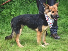 BEATKA, Hund, Mischlingshund in Slowakische Republik - Bild 3