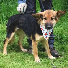 BEATKA, Hund, Mischlingshund in Slowakische Republik - Bild 9