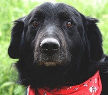 RAWEN, Hund, Mischlingshund in Slowakische Republik - Bild 1