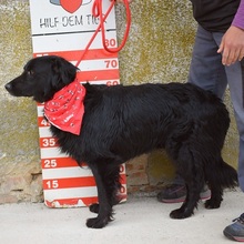 RAWEN, Hund, Mischlingshund in Slowakische Republik - Bild 2