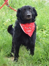 RAWEN, Hund, Mischlingshund in Slowakische Republik - Bild 4