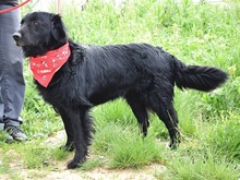 RAWEN, Hund, Mischlingshund in Slowakische Republik - Bild 5