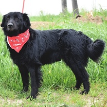 RAWEN, Hund, Mischlingshund in Slowakische Republik - Bild 6