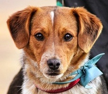SEBIKS268, Hund, Mischlingshund in Slowakische Republik - Bild 1