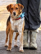 SEBIKS268, Hund, Mischlingshund in Slowakische Republik - Bild 10