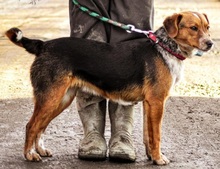 SEBIKS268, Hund, Mischlingshund in Slowakische Republik - Bild 11