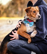 SEBIKS268, Hund, Mischlingshund in Slowakische Republik - Bild 2