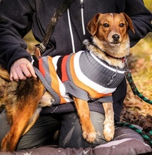 SEBIKS268, Hund, Mischlingshund in Slowakische Republik - Bild 3
