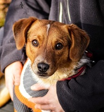 SEBIKS268, Hund, Mischlingshund in Slowakische Republik - Bild 4