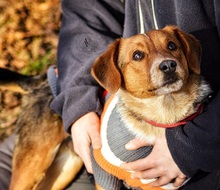 SEBIKS268, Hund, Mischlingshund in Slowakische Republik - Bild 5