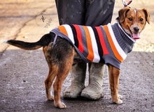 SEBIKS268, Hund, Mischlingshund in Slowakische Republik - Bild 6