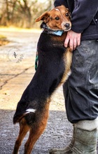 SEBIKS268, Hund, Mischlingshund in Slowakische Republik - Bild 7