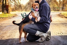 SEBIKS268, Hund, Mischlingshund in Slowakische Republik - Bild 8