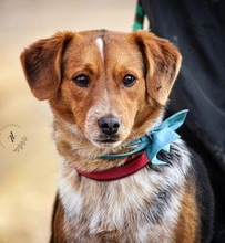 SEBIKS268, Hund, Mischlingshund in Slowakische Republik - Bild 9