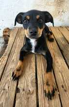 LANA, Hund, Mischlingshund in Spanien - Bild 1