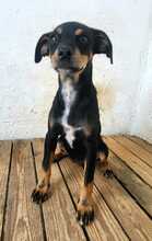 LANA, Hund, Mischlingshund in Spanien - Bild 2