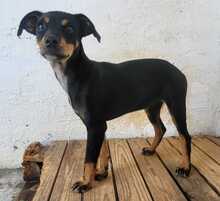 LANA, Hund, Mischlingshund in Spanien - Bild 3