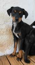LANA, Hund, Mischlingshund in Spanien - Bild 4