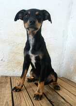 LANA, Hund, Mischlingshund in Spanien - Bild 5