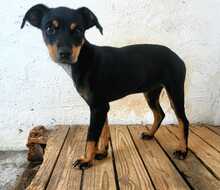 LANA, Hund, Mischlingshund in Spanien - Bild 8