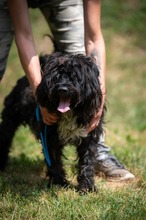 TORRENS, Hund, Puli Mischling in Ungarn - Bild 1