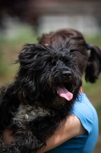 TORRENS, Hund, Puli Mischling in Ungarn - Bild 2