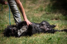 TORRENS, Hund, Puli Mischling in Ungarn - Bild 3