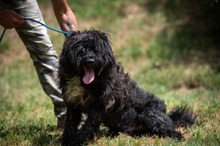 TORRENS, Hund, Puli Mischling in Ungarn - Bild 4