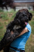 TORRENS, Hund, Puli Mischling in Ungarn - Bild 5