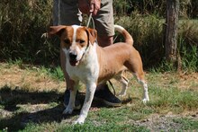 DÖBI, Hund, Mischlingshund in Ungarn - Bild 2