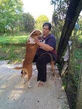 DÖBI, Hund, Mischlingshund in Ungarn - Bild 3